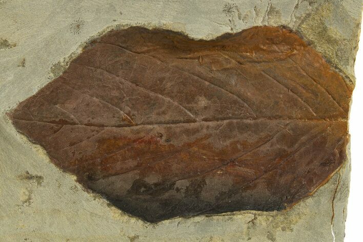 Fossil Leaf (Beringiaphyllum) - Montana #327212